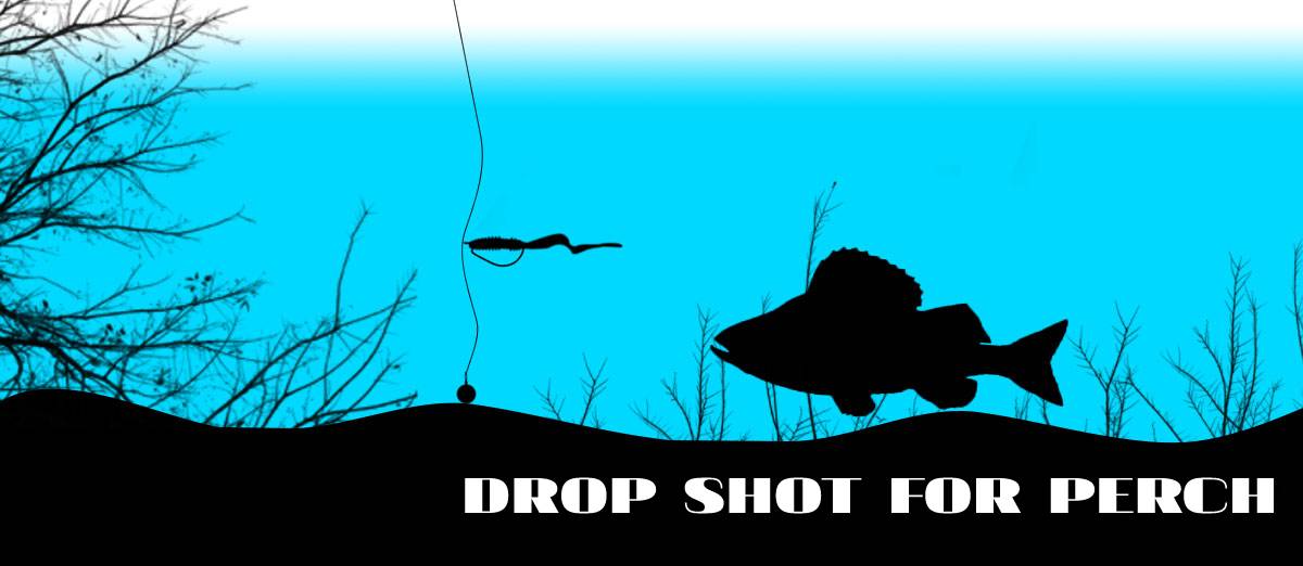 drop shot for perch