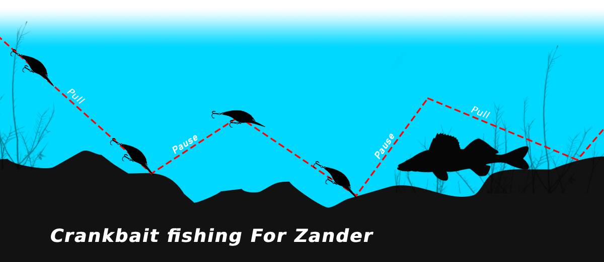 zander fishing with crankbaits