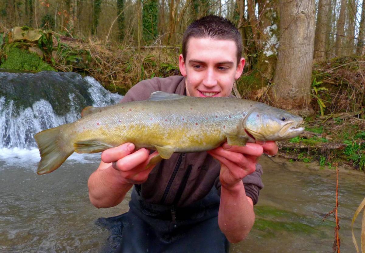 big trout in a waterfall river