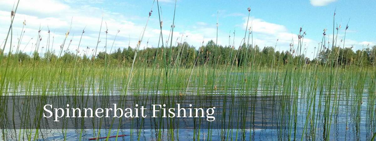 spinnerbait fishing in reeds